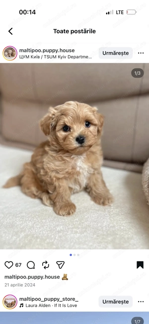 Maltipoo fetiță și băiețel 1300 lei - imagine 3