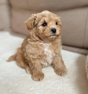 Maltipoo fetiță și băiețel 1300 lei - imagine 2