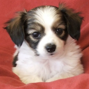 Fetița Bichon Havanez 200 lei