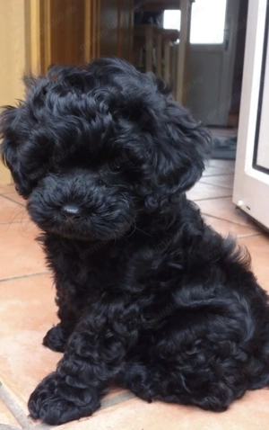 Fetița caniche pudel