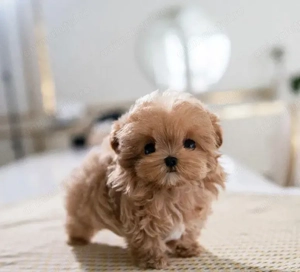 Maltipoo fetița și băiețel  - imagine 2