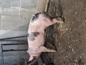 Vând scrofițe 120-140 kg - imagine 2