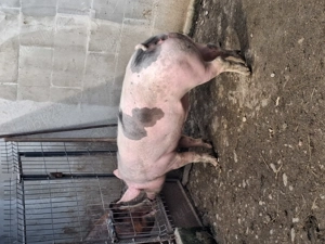 Vând scrofițe 120-140 kg - imagine 3