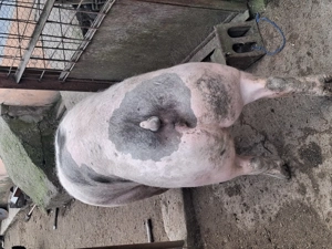 Vând scrofițe 120-140 kg - imagine 4