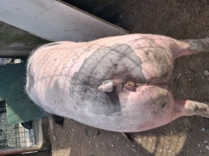 Vând scrofițe 120-140 kg - imagine 5