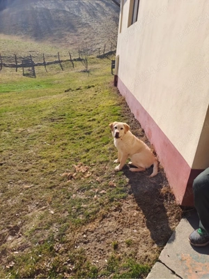 Cățelușă Labrador Golden - imagine 3