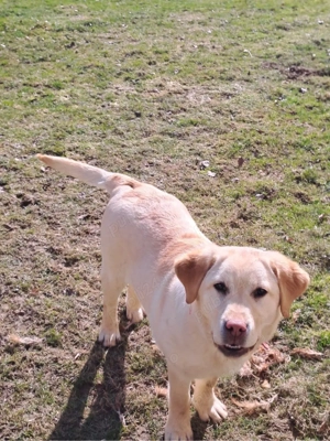 Cățelușă Labrador Golden - imagine 2
