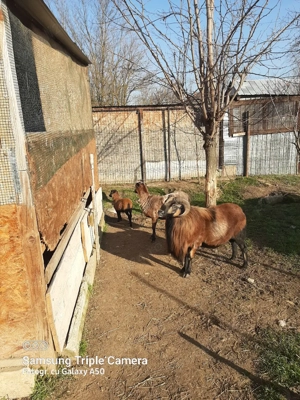 Camerun pereche cu miel - imagine 2