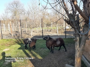 Camerun pereche cu miel - imagine 4