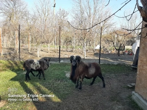 Camerun pereche cu miel - imagine 3