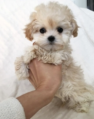 Maltipoo mascul