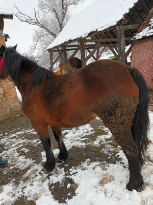 iapa de vânzare mai multe detalii la nr telefon  - imagine 4