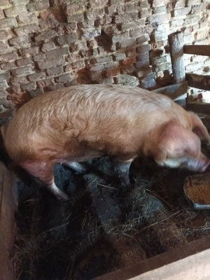 porc de vânzare mai multe detalii la nr telefon  - imagine 2