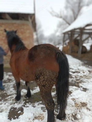 iapa de vânzare mai multe detalii la nr telefon  - imagine 3