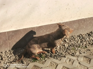 Teckel pitic arlequin masculin cauta perechea  - imagine 2