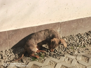 Teckel pitic arlequin masculin cauta perechea  - imagine 3