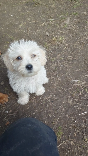 Teckel de donatie - imagine 5