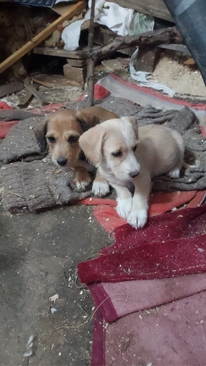 Teckel de donatie - imagine 2