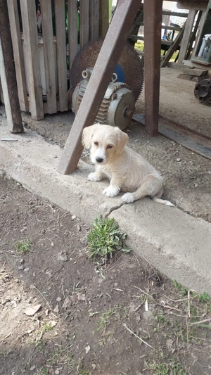 Teckel de donatie - imagine 3