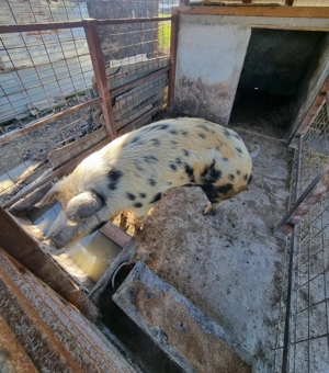 Purcea de vânzare 200 kg    Preț 16 lei kg  - imagine 3