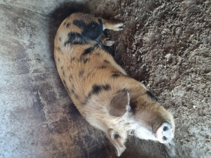 Purcea de vânzare 200 kg    Preț 16 lei kg  - imagine 4