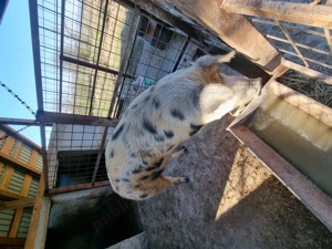 Purcea de vânzare 200 kg    Preț 16 lei kg  - imagine 2