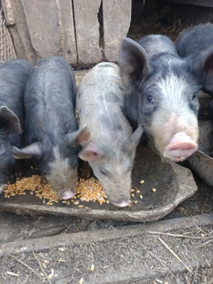 vînd purcei - imagine 5