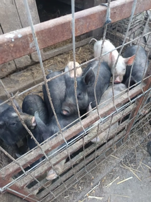 vînd purcei - imagine 3