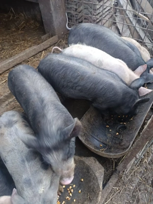 vînd purcei - imagine 4