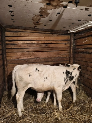 Vând 2 vițele una bălțată românească și una belga 