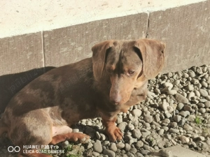 Teckel pitic arlequin masculin cauta perechea  - imagine 7