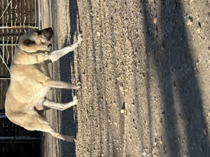 Căței ciobănești kangal