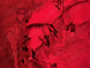 Căței ciobănești kangal - imagine 3