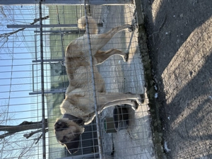 Căței ciobănești kangal - imagine 2