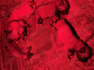 Căței ciobănești kangal - imagine 4