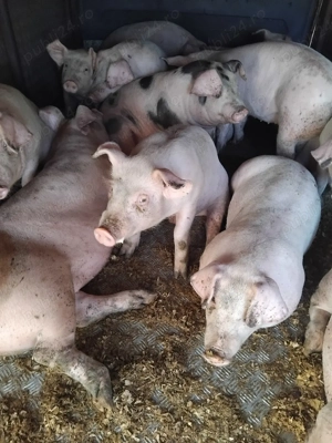 purcei rasă de carne  - imagine 2