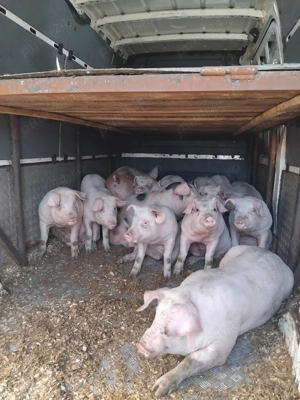 purcei rasă de carne 