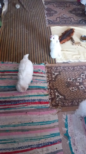 Bichonei de vanzare - imagine 2