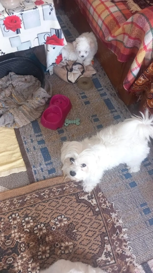 Bichonei de vanzare - imagine 4