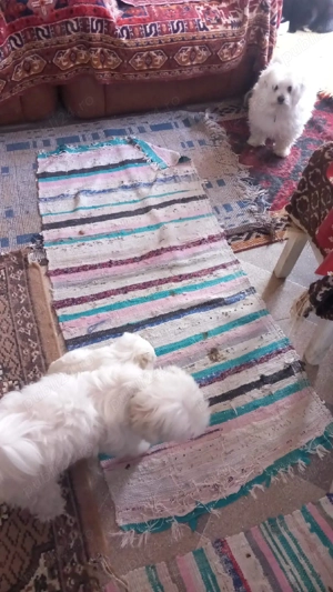 Bichonei de vanzare - imagine 3