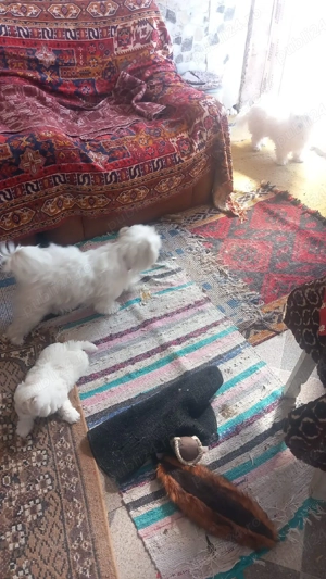 Bichonei de vanzare - imagine 5