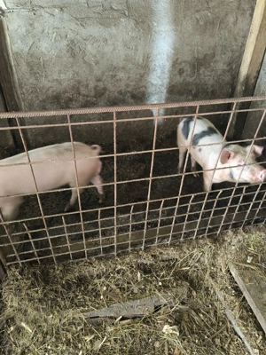 Soldani de vanzare - imagine 4