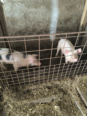 Soldani de vanzare - imagine 3