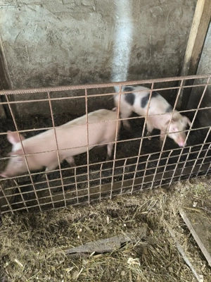 Soldani de vanzare - imagine 5