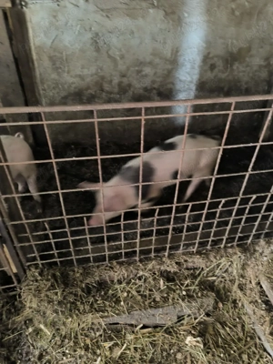 Soldani de vanzare - imagine 2