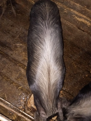 Disponibil porc castrat - imagine 2