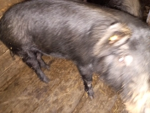 Disponibil porc castrat - imagine 3