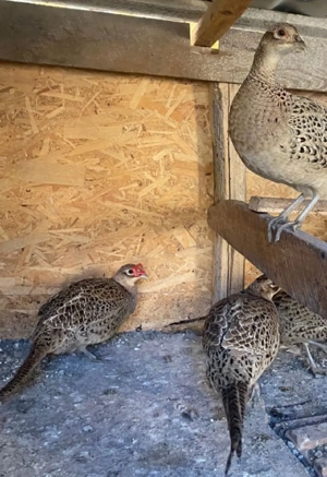 fazani comuni de vânzare 