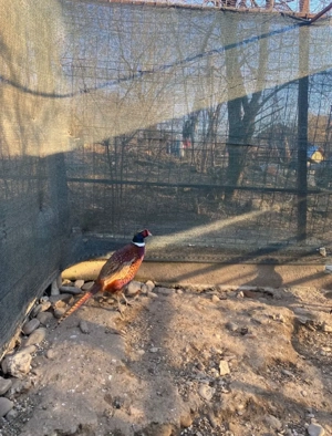 fazani comuni de vânzare  - imagine 2