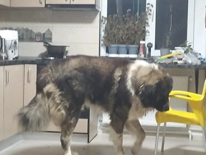 Pui Ciobanesc Carpatin - imagine 4